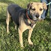 adoptable Dog in , OH named Patsy Puggle