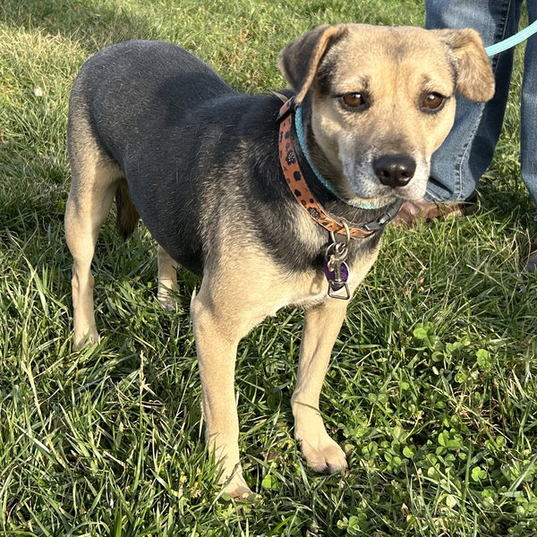 Patsy Puggle