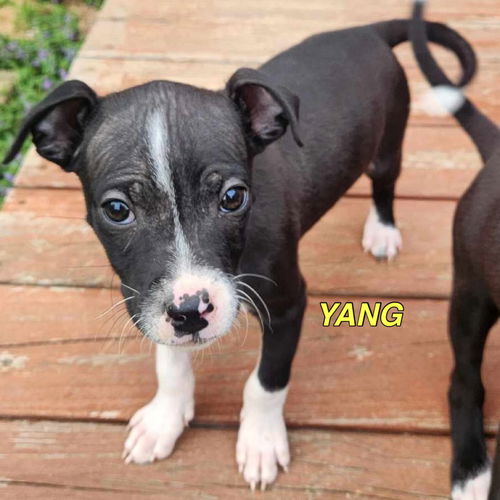 Yang