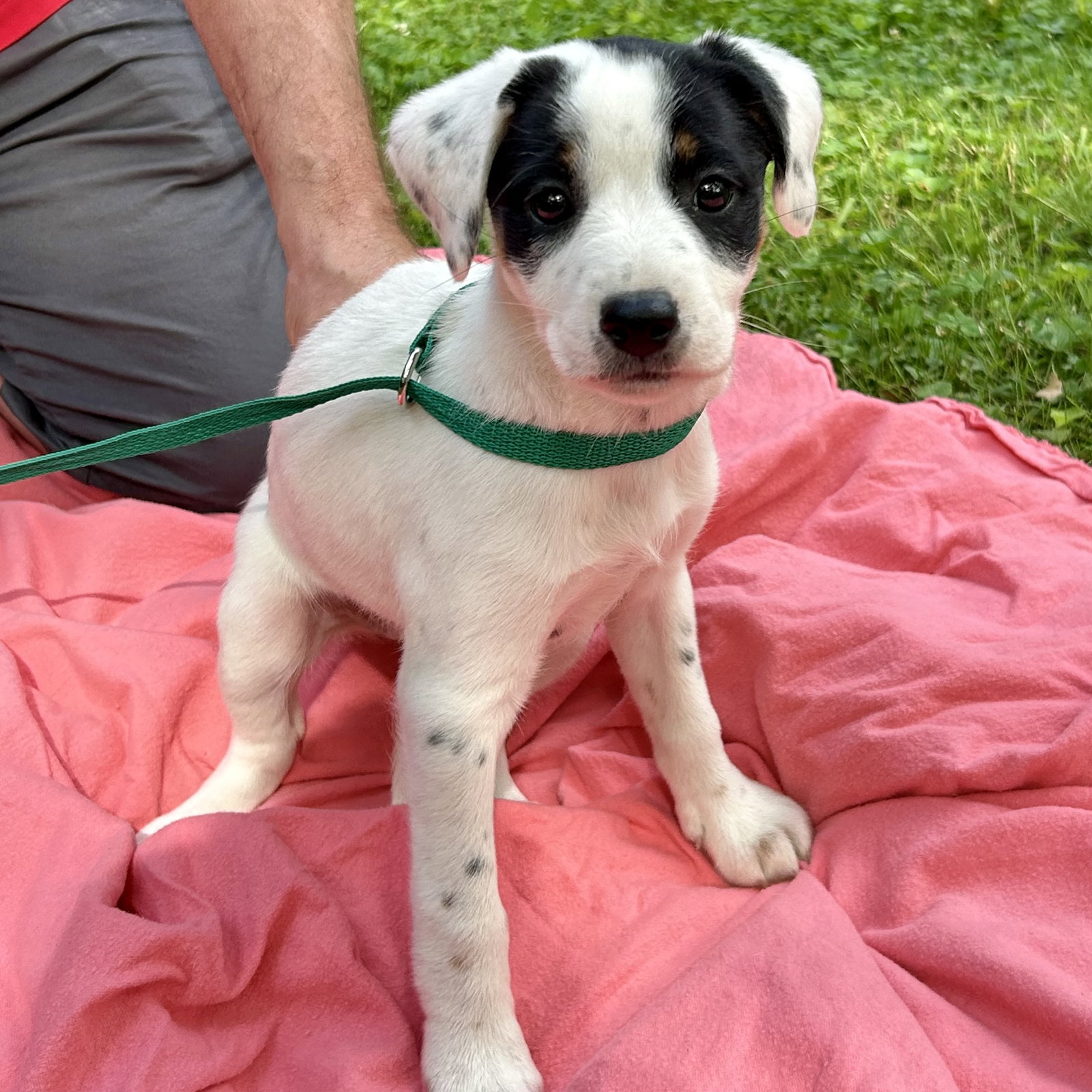 Dog for Adoption Sausalito Fawn litter, a Jack Russell Terrier in