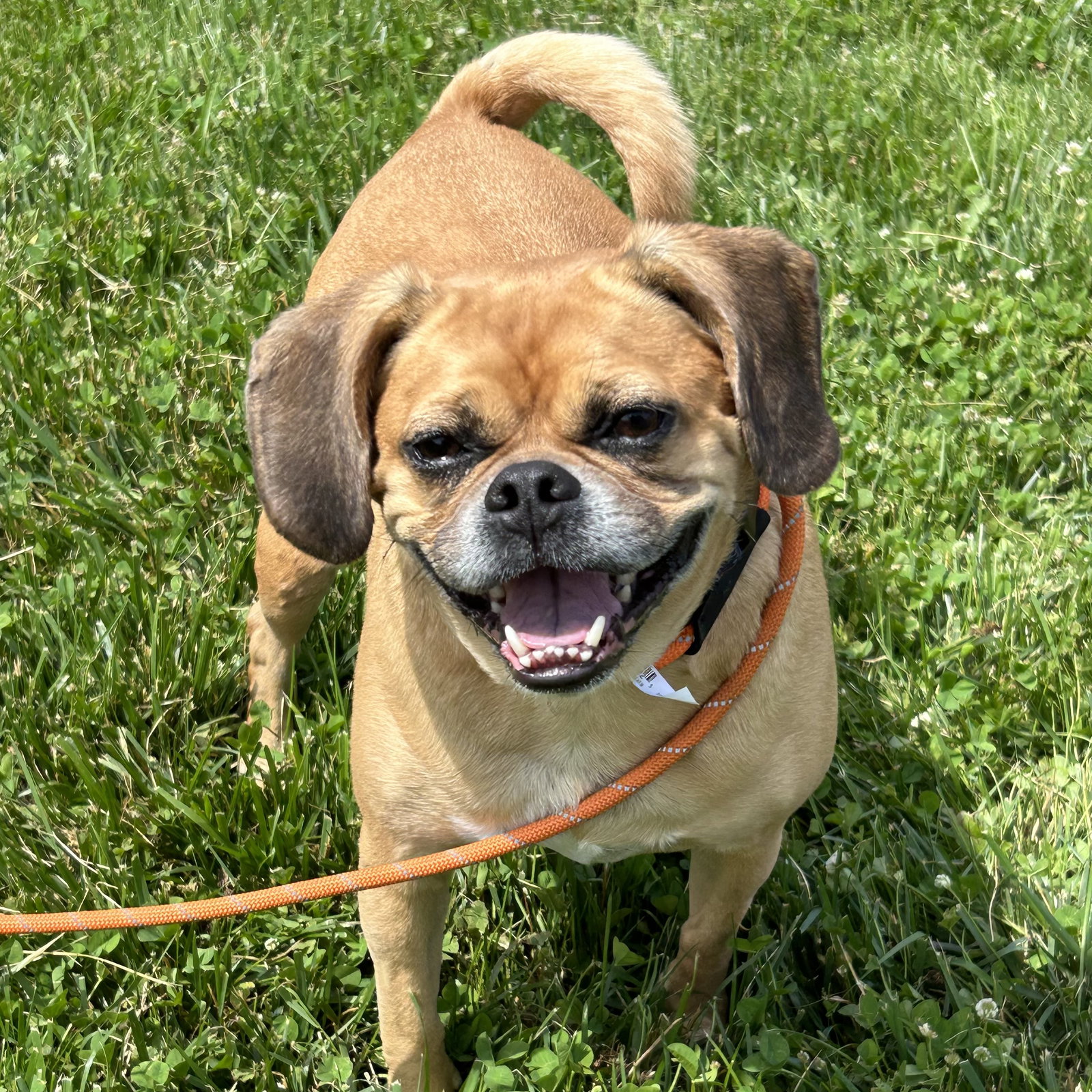 Dog for Adoption Peony, a Pug in Xenia, OH Alpha Paw