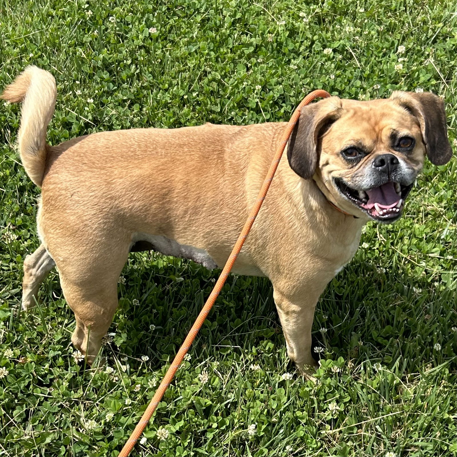 dog-for-adoption-peony-a-pug-in-xenia-oh-alpha-paw