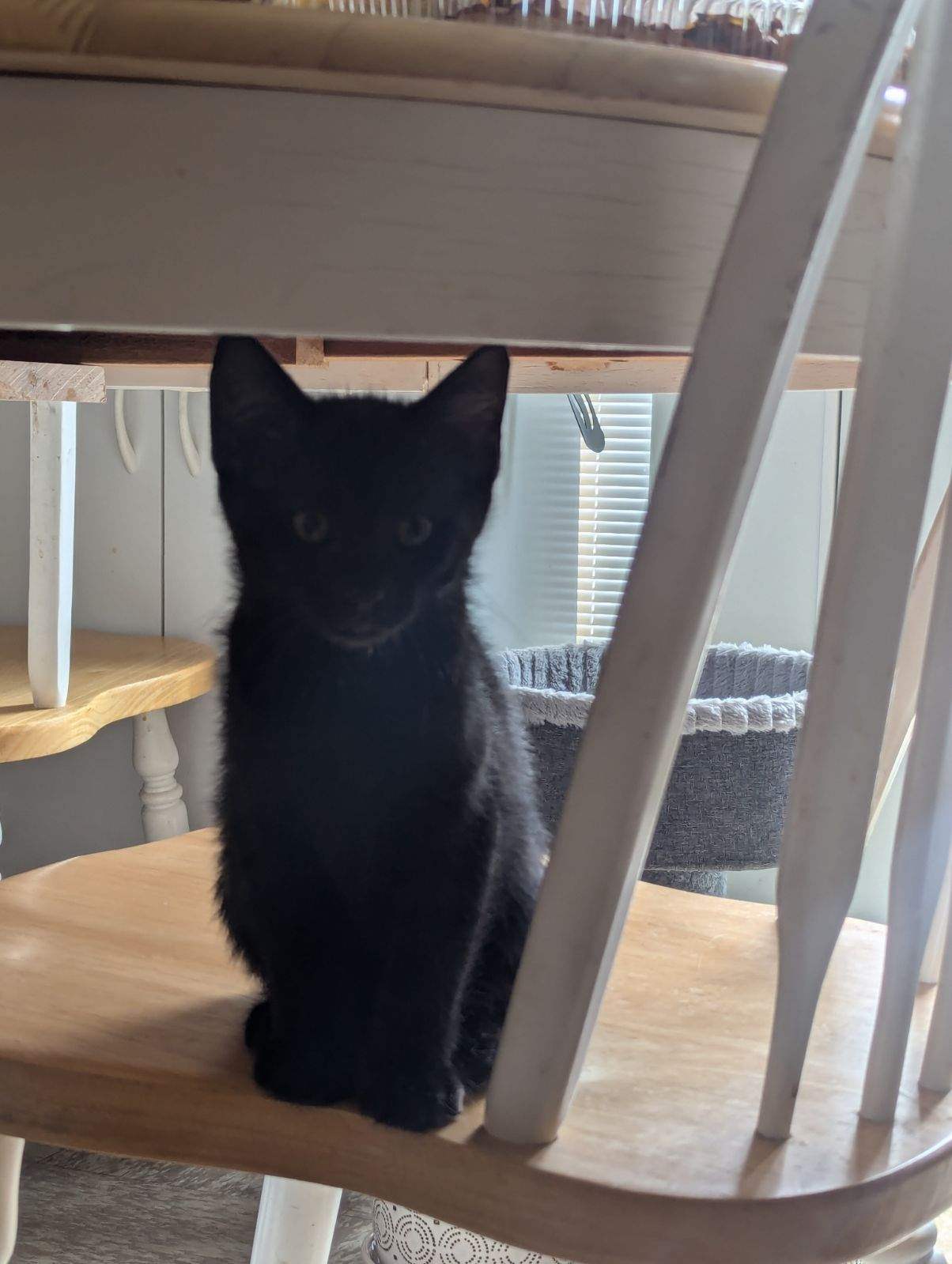 adoptable Cat in Cincinnati, OH named Boo