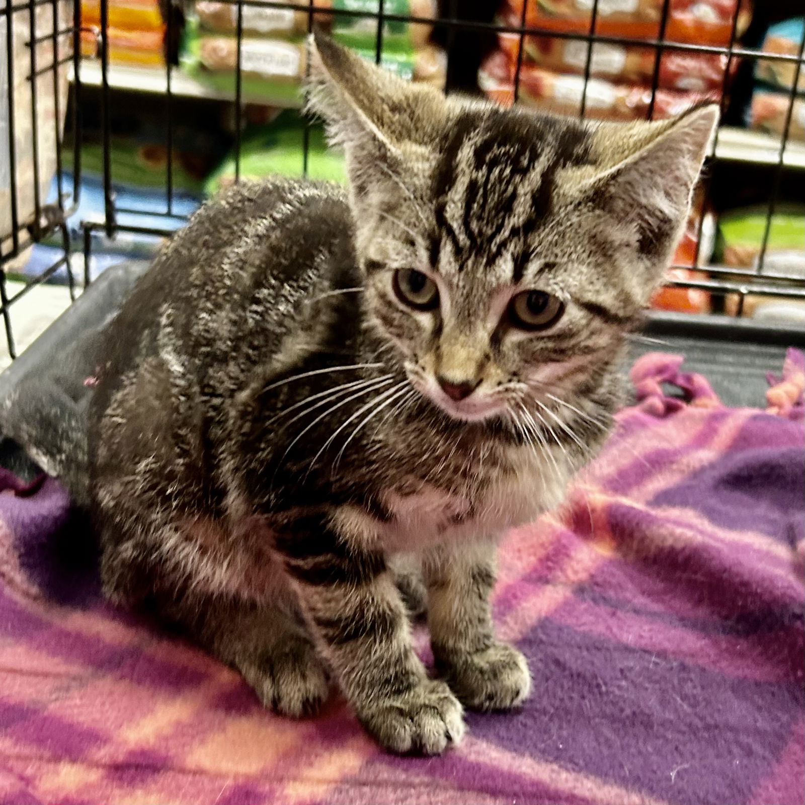 adoptable Cat in Cincinnati, OH named Target