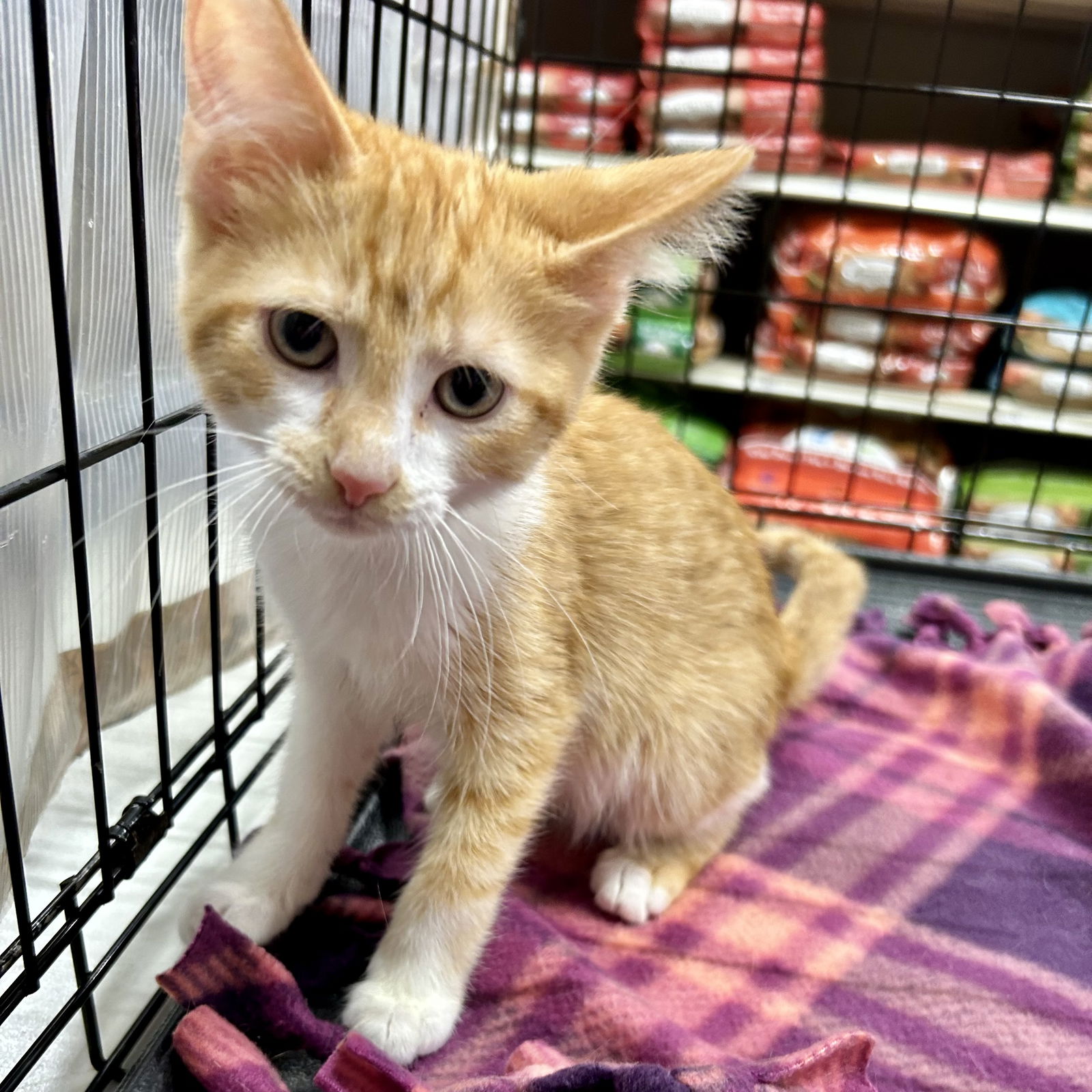 adoptable Cat in Cincinnati, OH named Sunshine 2024