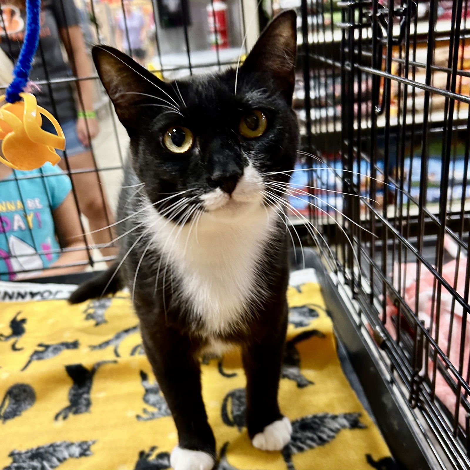 adoptable Cat in Cincinnati, OH named Amazine Grace 2024