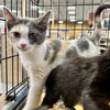 adoptable Cat in Cincinnati, OH named Curry - Spice kittens