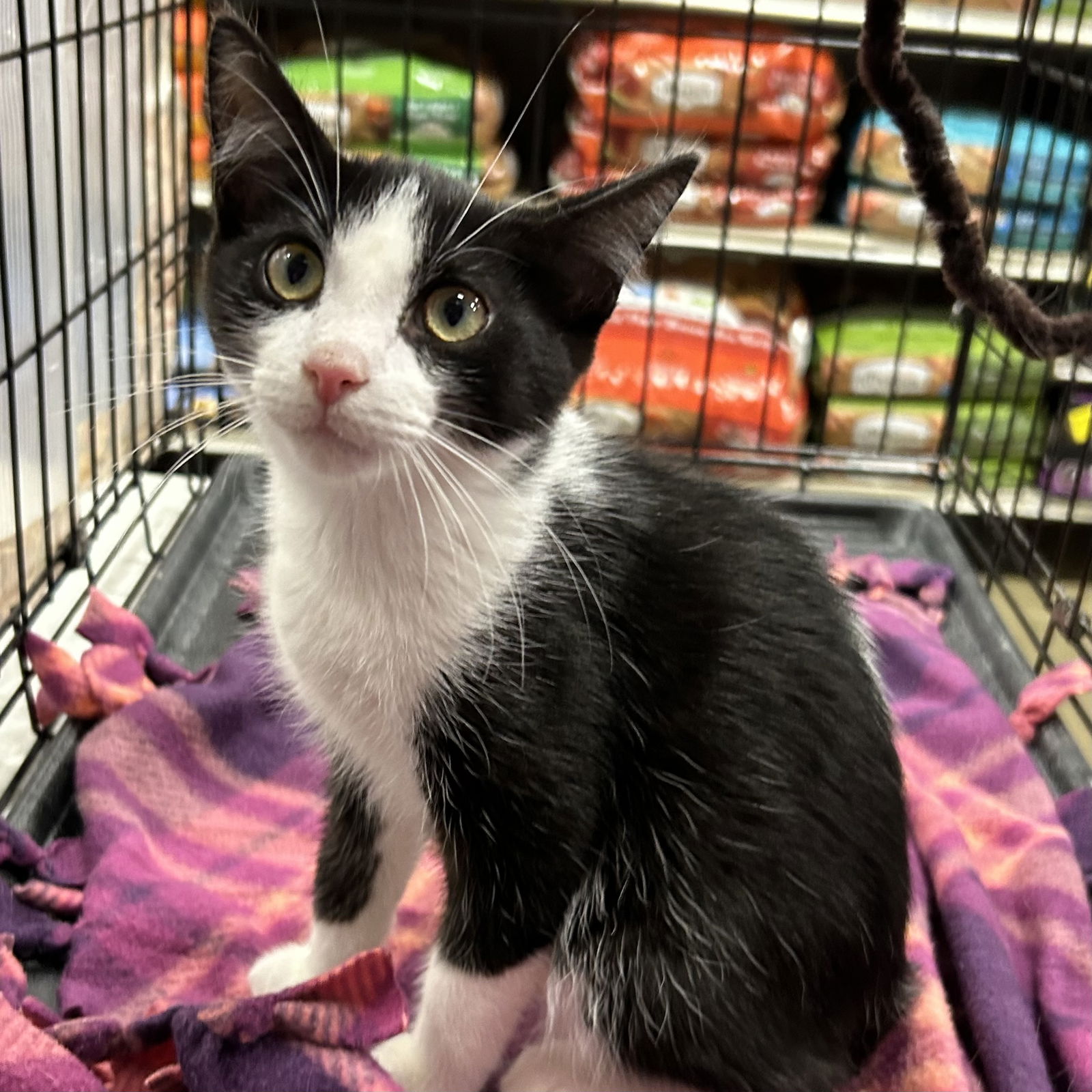 adoptable Cat in Cincinnati, OH named Sage - Spice kittens