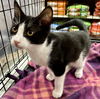 adoptable Cat in , OH named Nutmeg - Spice Kittens