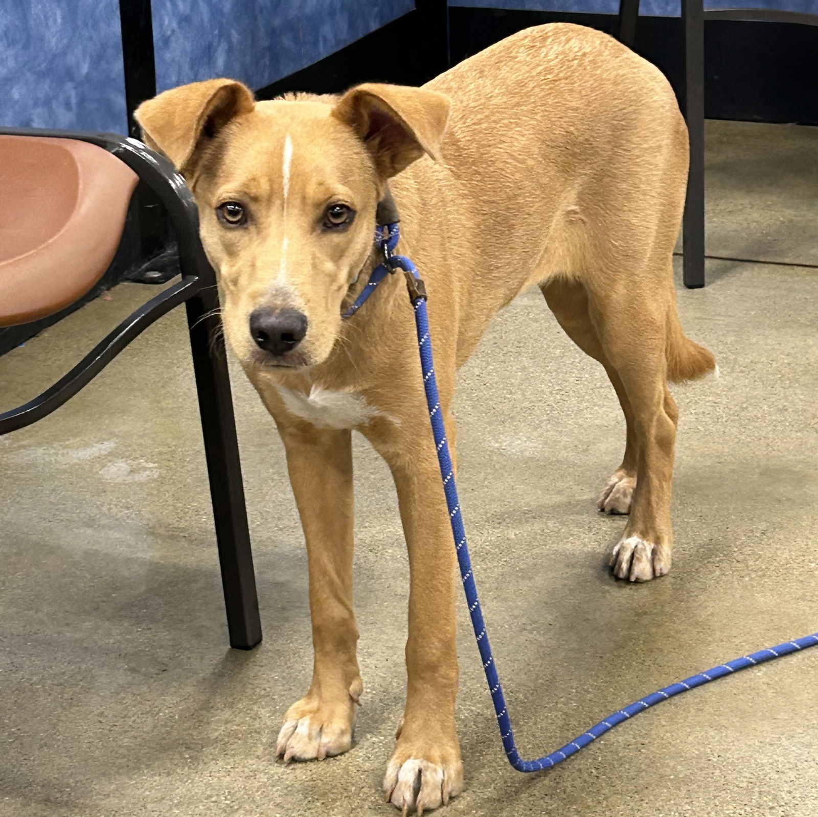 adoptable Dog in Cincinnati, OH named Frannie