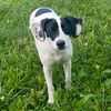 adoptable Dog in , OH named Ariana - Tessa pup