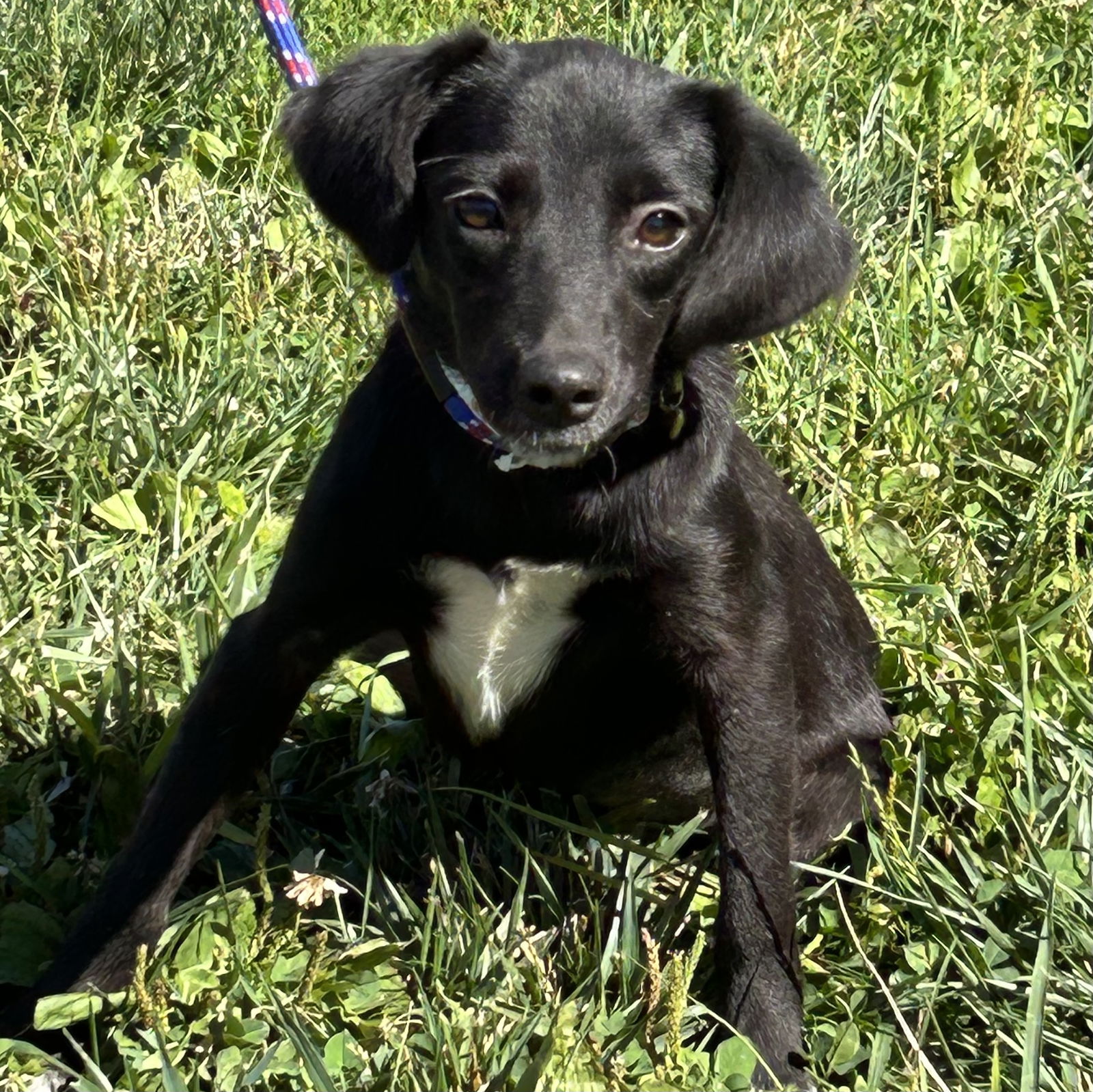 adoptable Dog in Cincinnati, OH named Tamale