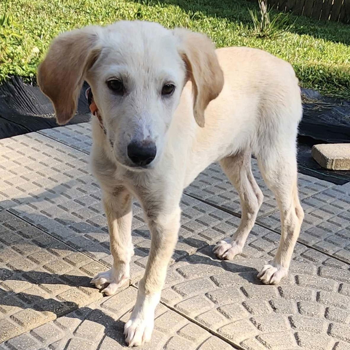 adoptable Dog in Cincinnati, OH named Muppet Baby