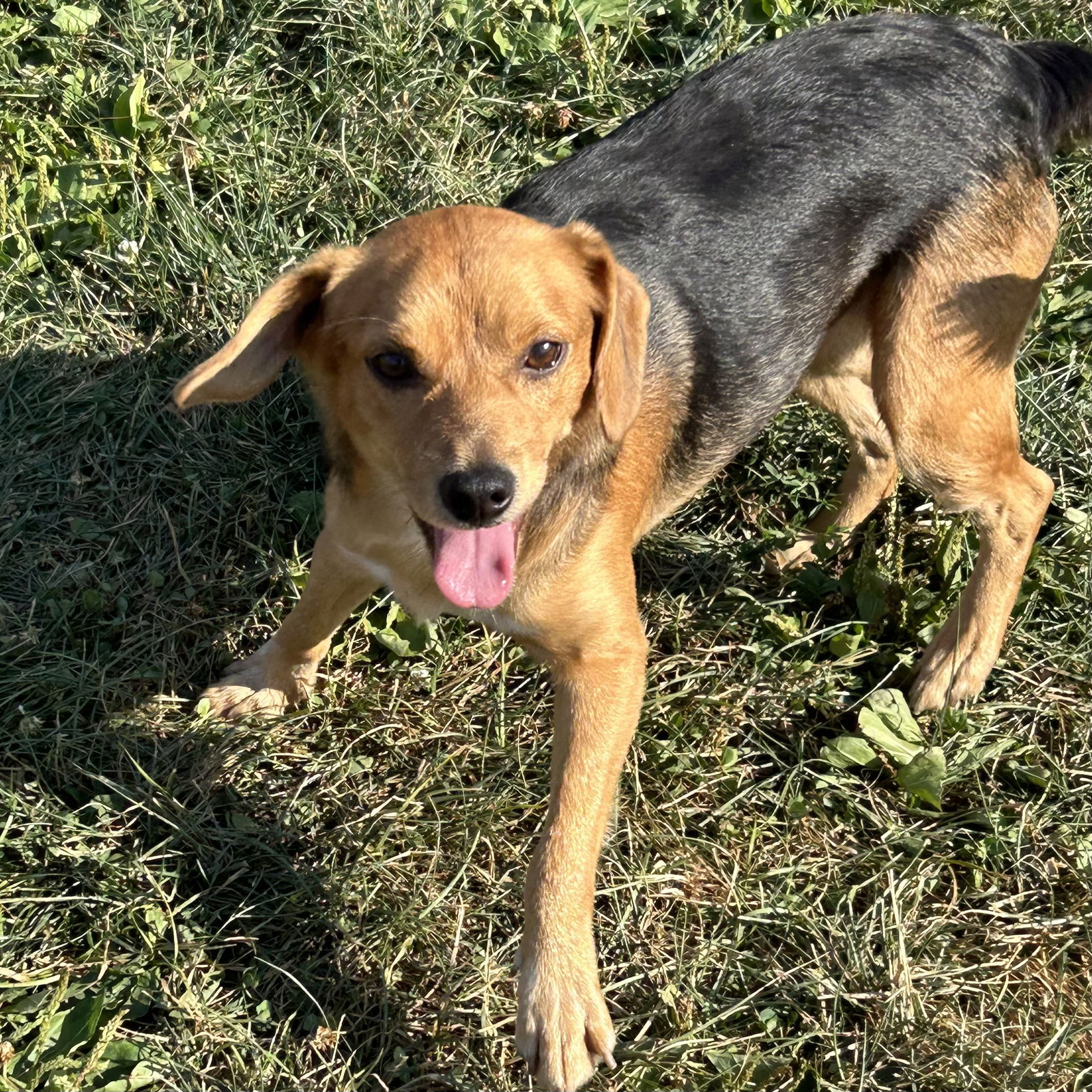 adoptable Dog in Cincinnati, OH named Bolt