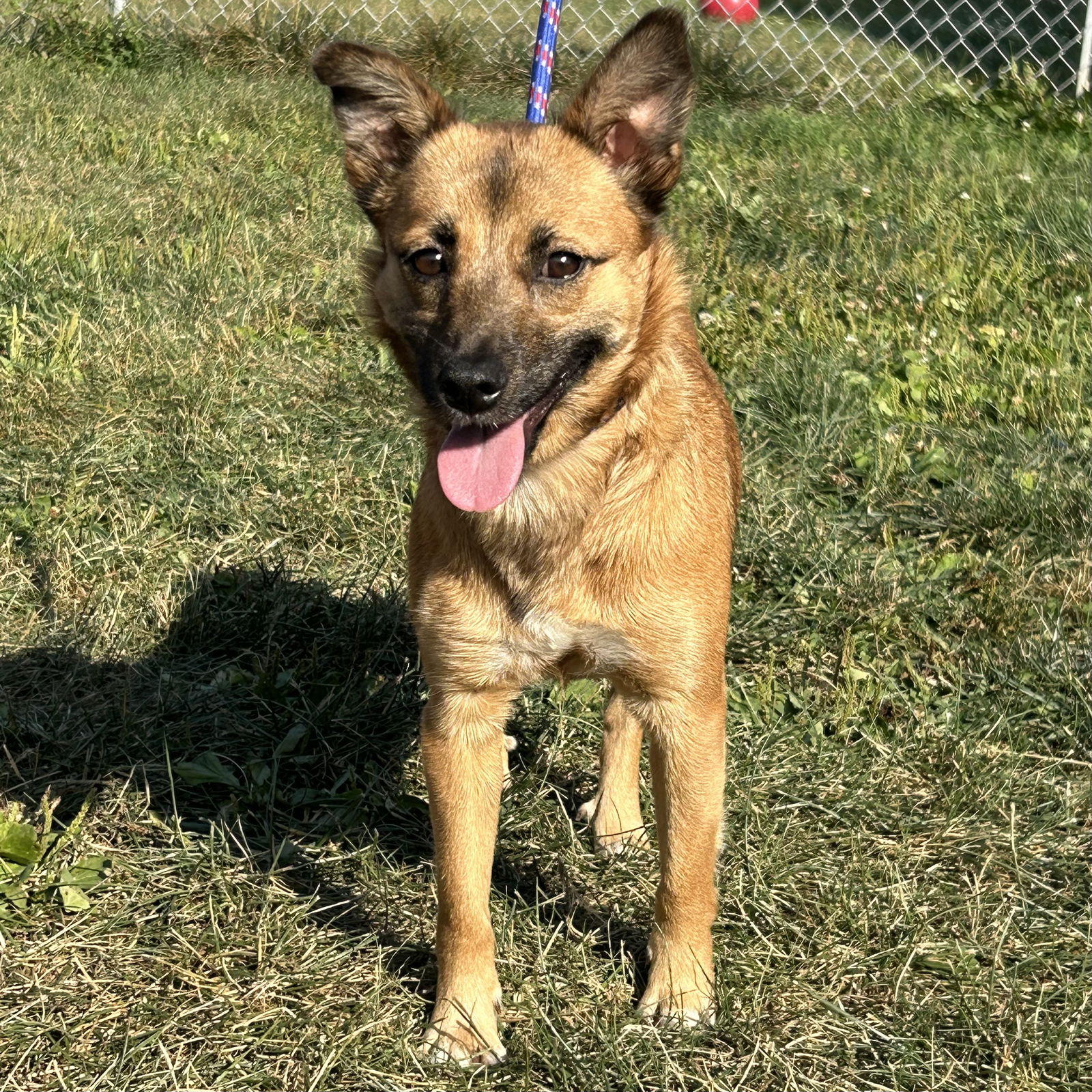 adoptable Dog in Cincinnati, OH named Windy