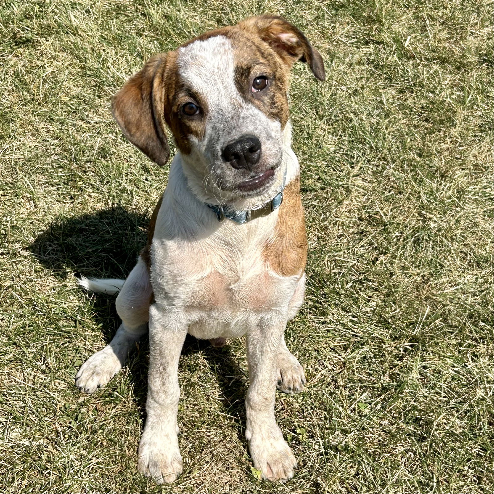 adoptable Dog in Cincinnati, OH named Frito