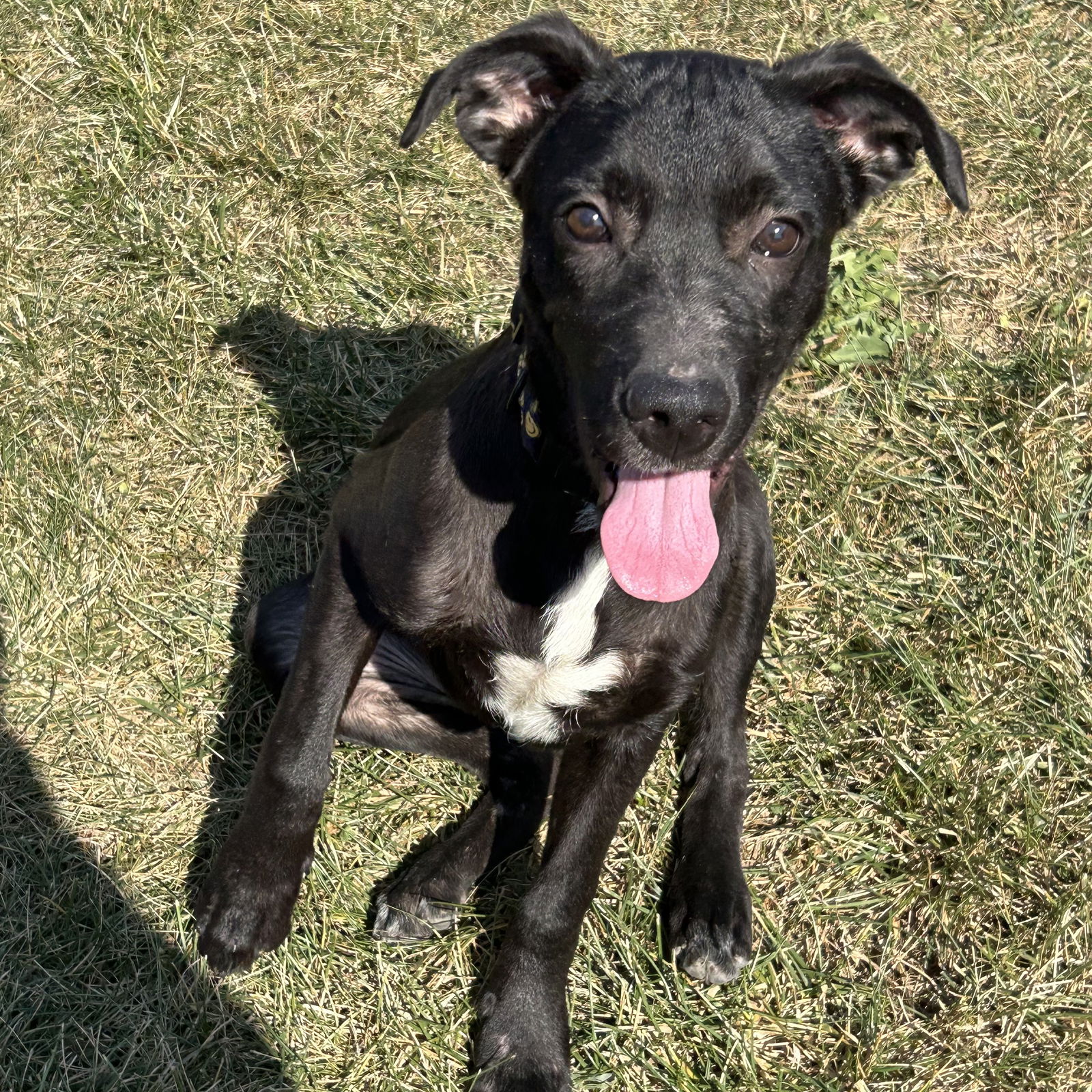 adoptable Dog in Cincinnati, OH named Dorito