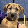 Harmony - H puppy litter