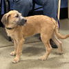 Harmony - H puppy litter