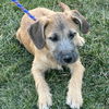 Harmony - H puppy litter