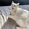Fluffy 2025