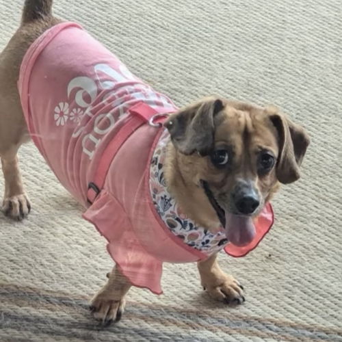 Miss Auggie