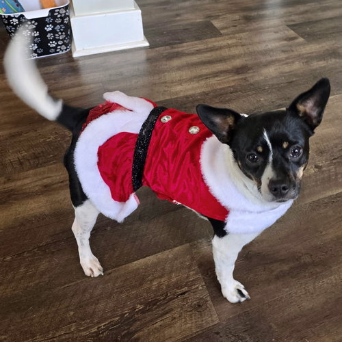picture of the dog needing adoption