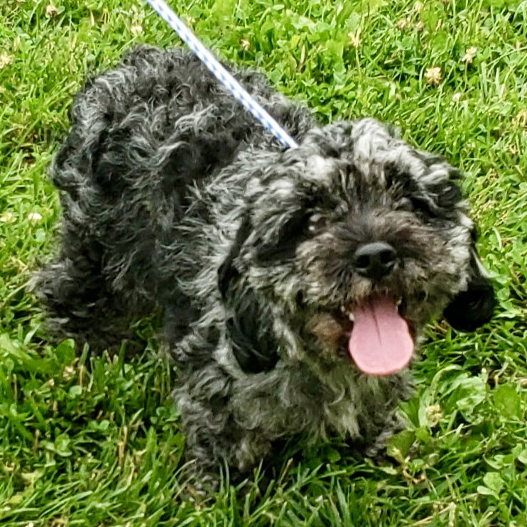 Dog for Adoption - Gracie Mae 2025, a Cockapoo in Brown County, OH ...