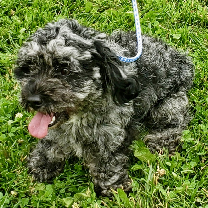 Dog for Adoption - Gracie Mae 2025, a Cockapoo in Brown County, OH ...