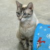 Snowbell