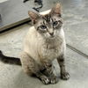 Snowbell