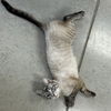 Snowbell