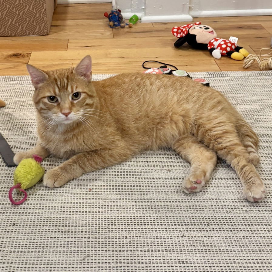 adoptable Cat in Cincinnati, OH named Citrus