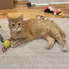 adoptable Cat in  named Citrus