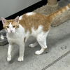 Marmaduke