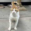 Marmaduke