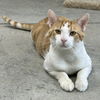 Marmaduke