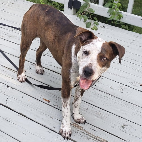 VERA 2025 - Australian Cattle Dog/Blue Heeler / Beagle available for adoption