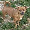 adoptable Dog in  named Koda 2025