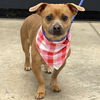 adoptable Dog in  named Koda 2025