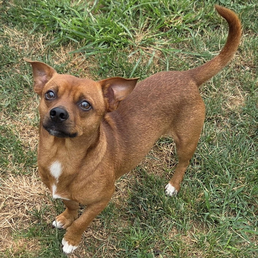 adoptable Dog in Cincinnati, OH named Kash 2025