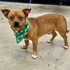 adoptable Dog in  named Kash 2025
