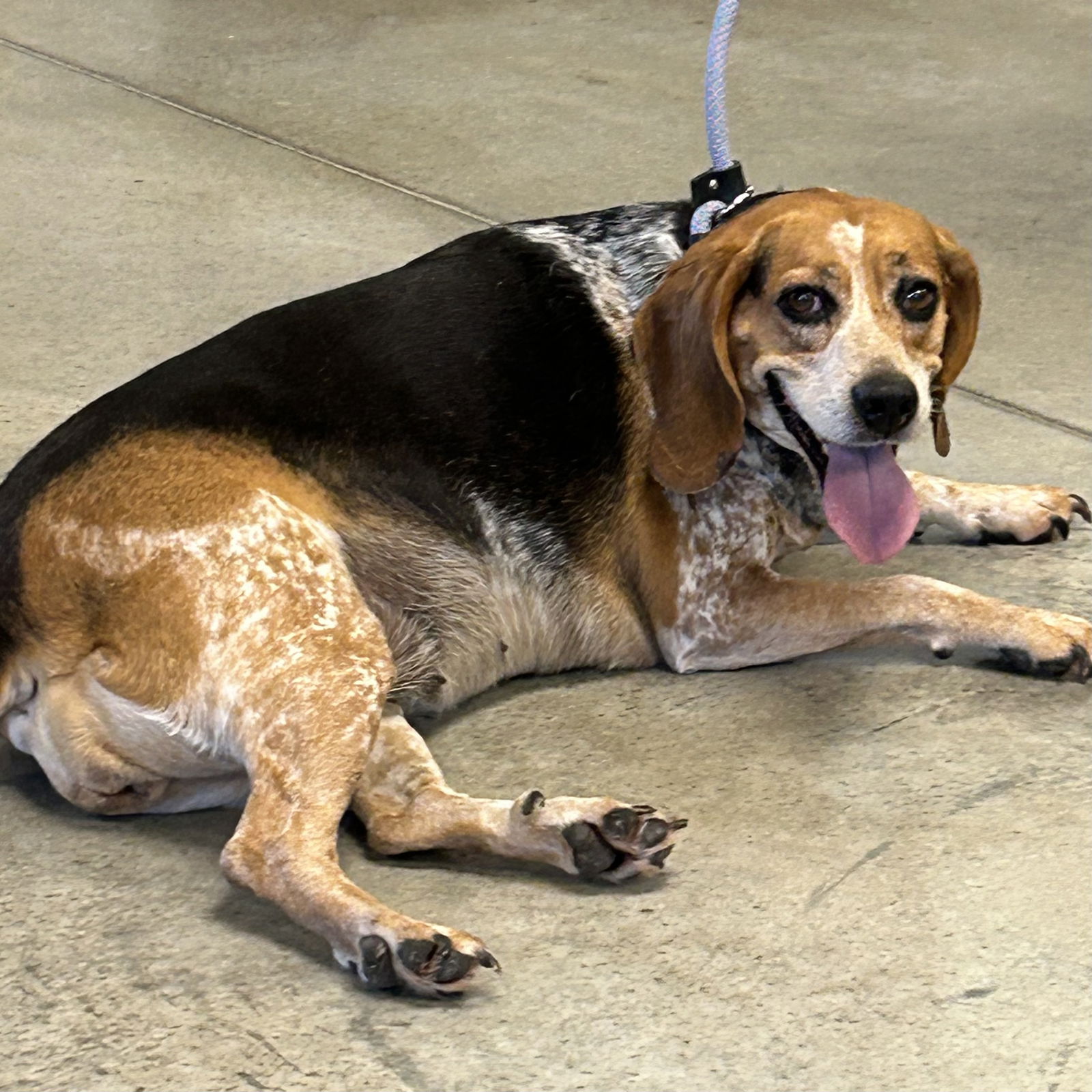 adoptable Dog in Cincinnati, OH named Nellie 2025