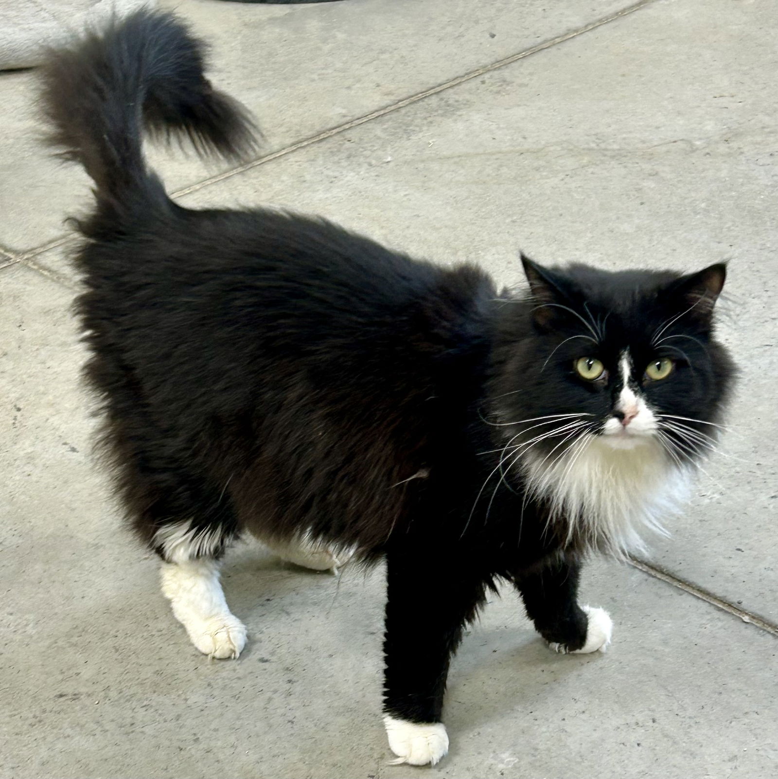 adoptable Cat in Cincinnati, OH named Boromir
