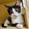 adoptable Cat in  named Oreo Blizzard 2025