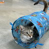adoptable Cat in  named Purrfect