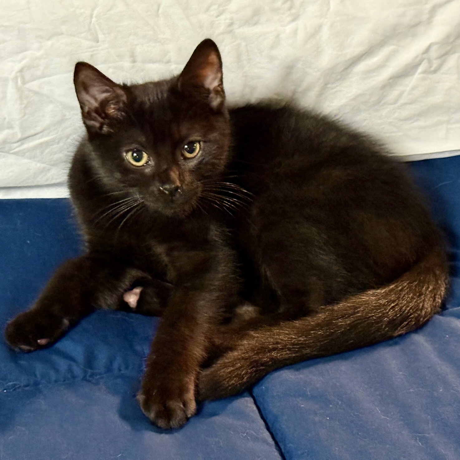 Indigo