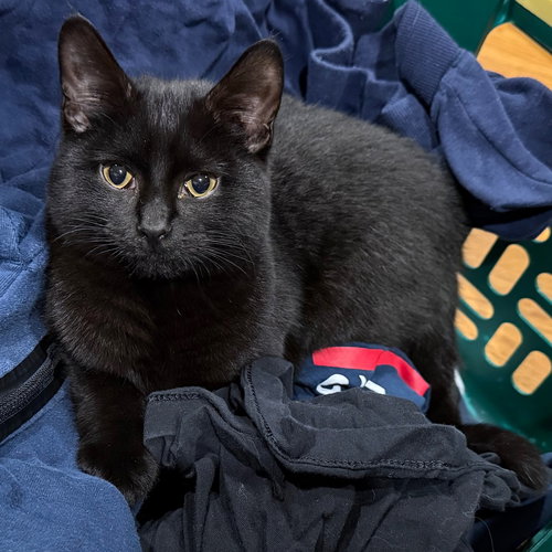 INDIGO - Domestic Short Hair available for adoption
