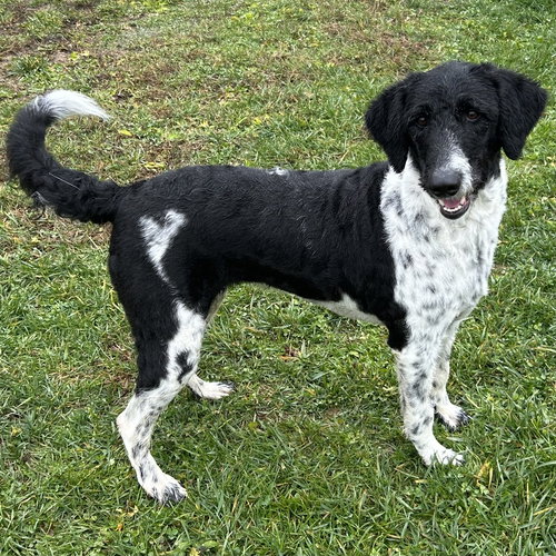 picture of the dog needing adoption