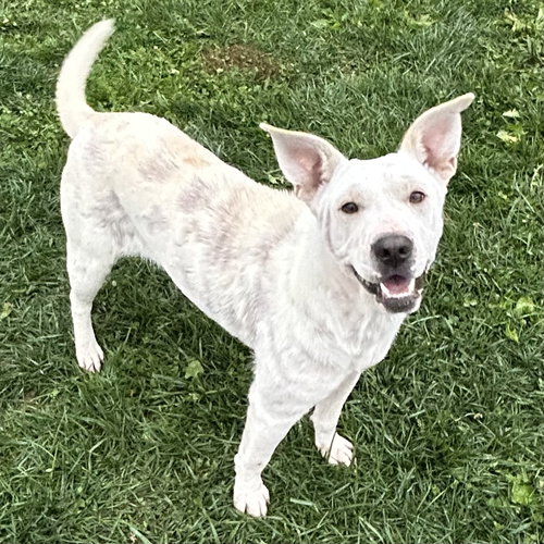 picture of the dog needing adoption